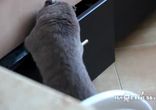 Кот попался на краже белья! Gotcha! (Попался!)