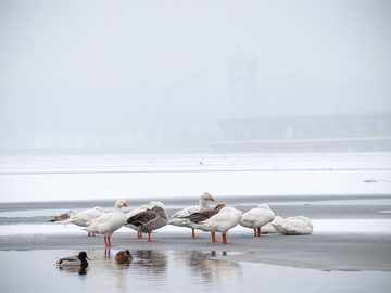 Зима пришла: снежные пейзажи украинских городов