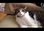 Неодобряка кота)