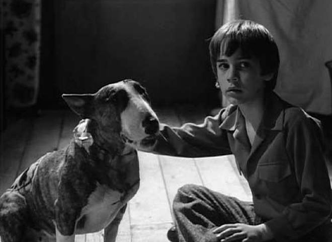 Франкенвини