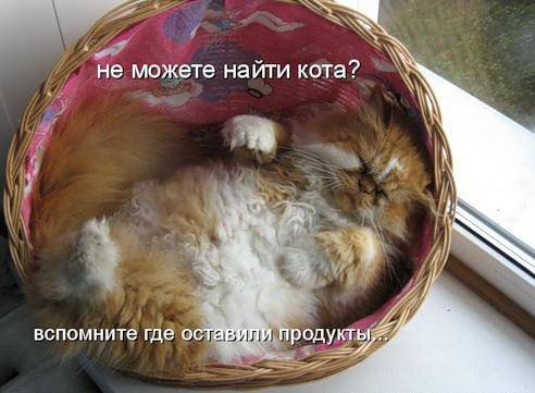 Классные котоматрицы