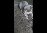 Кот vs эпилятор