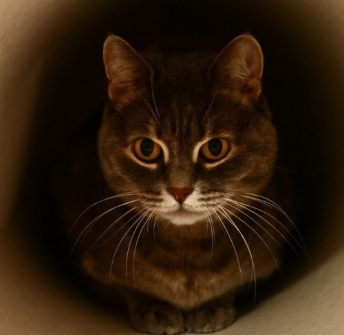 Животные модели