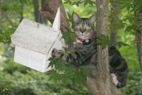 Жизненные фотоприколы