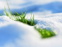 Трава в снегу