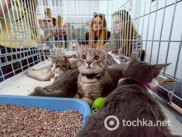 Твори добро: 43 кота обрели новый дом (фото)