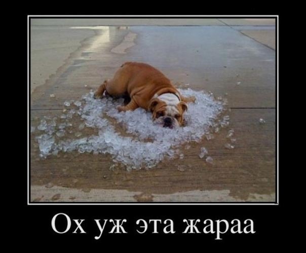 ТОП лучших демотиваторов про жару
