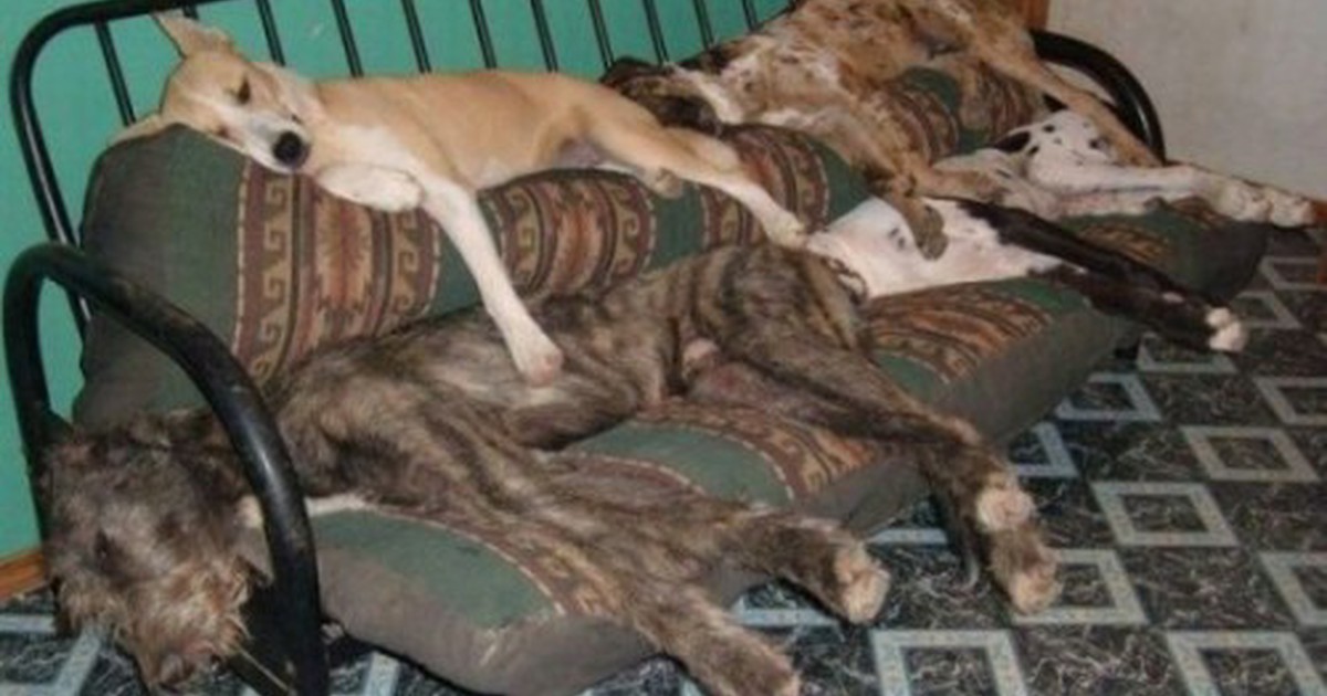 Житая. Смешные спящие собаки. Сколько спят собаки. Много собак лежат.