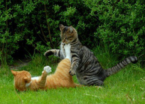 Урок каратэ от котэ