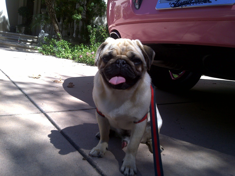 Пэрис Хилтон