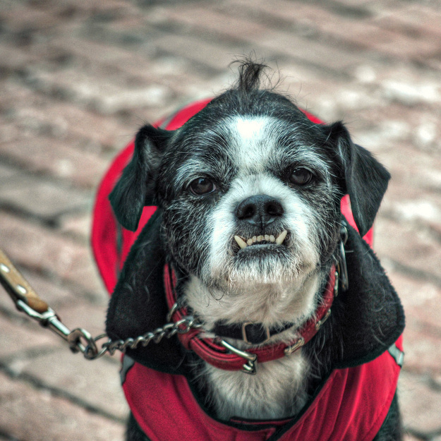 Собаки - зубаки