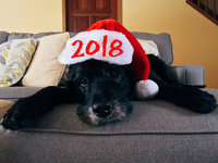 Мимимишные открытки с Новым годом собаки 2018