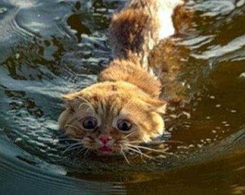 Кто сказал, что кошки не любят воду?