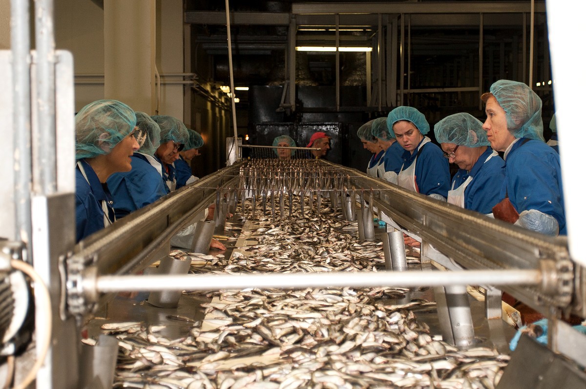 Ризьке золото