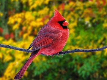 Найкрасивіші та незвичайні птахи планети