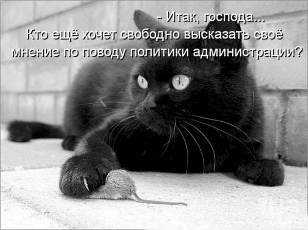 ТОП лучших котоматриц