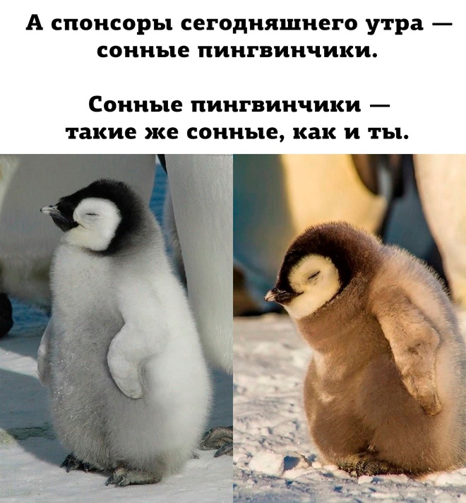 Сонные пингвинчики