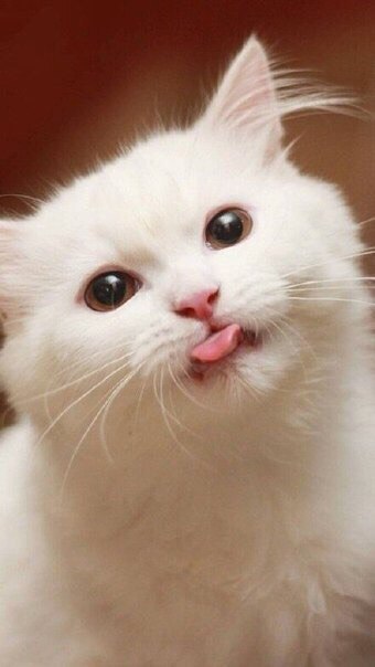 Покажи всем проблемам язык