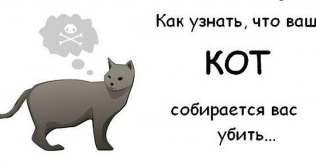 Коты пытались. Хочу кота. Как понять что ваш кот.