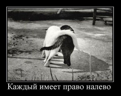 Прикольные демотиваторы