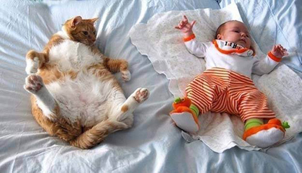 Коты - лучшие друзья