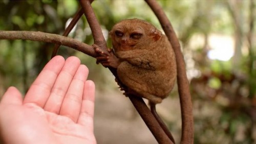 Лемуры жгут няняня