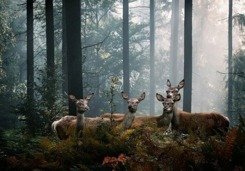 Животные модели