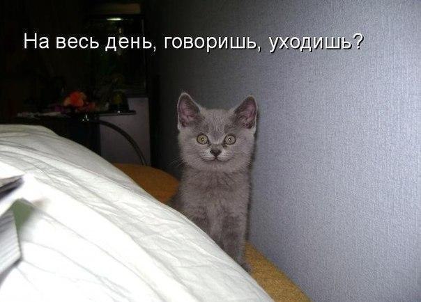 ТОП лучших котоматриц