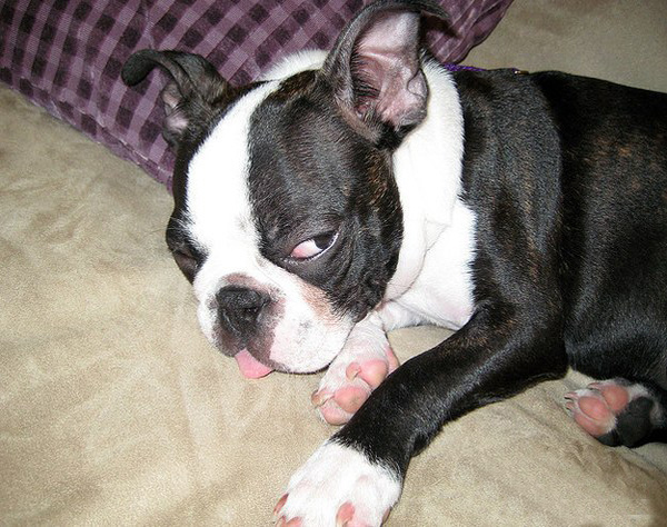 Тяжелое собачье утро