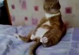 Классный кот!