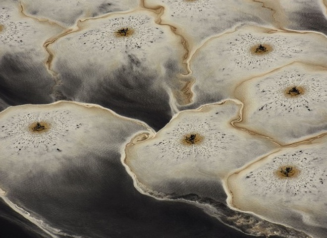 National Geographic опубликовал снимки природы для конкурса The Nature Photographer of The Year