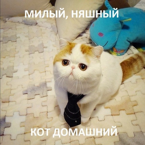 ТОП лучших котоматриц
