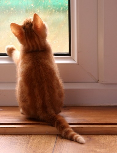 Кофки-Шабаки&Ко