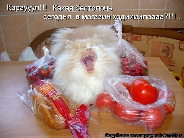 Картинки про котов