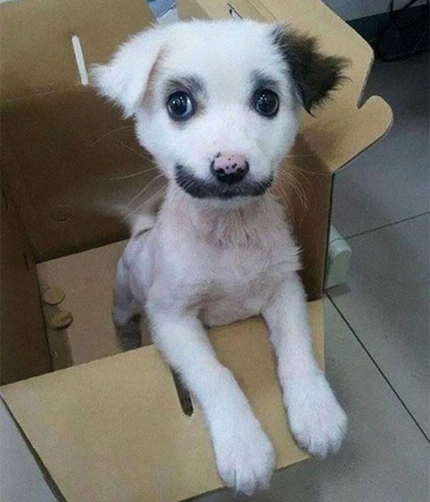 Милые усатики