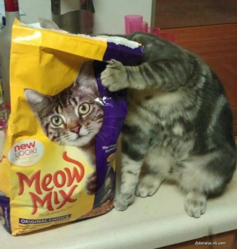 Классные приколы про котов