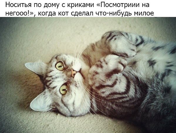 Если у вас есть кот, то...