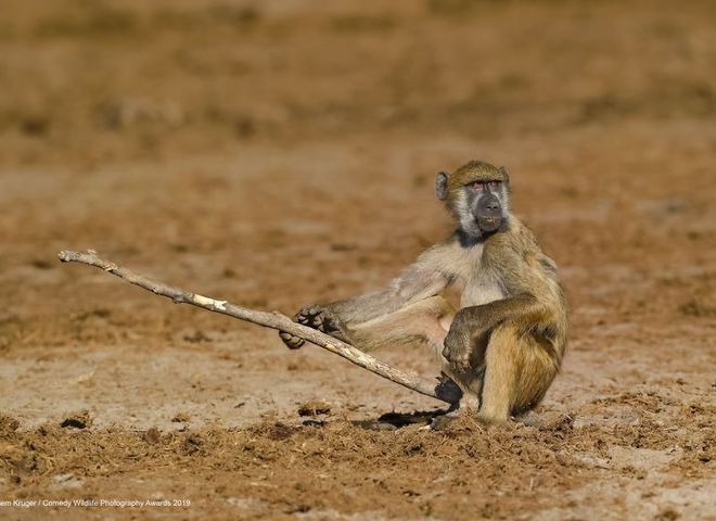 Comedy Wildlife Photography Awards