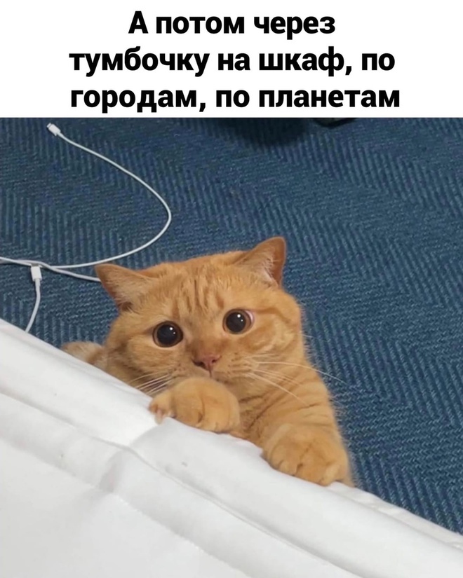 Мысли кота