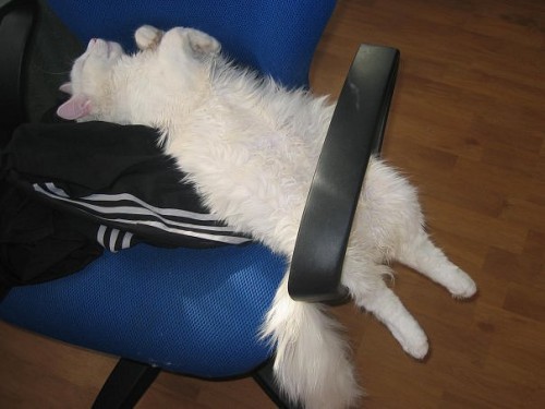 Ленивые животные