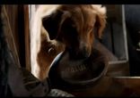 Собачья жизнь / A Dog's Purpose (2017) русский трейлер