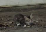 Собака дружит с котенком-инвалидом