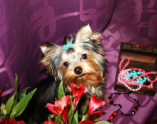 Малыши с бантиками