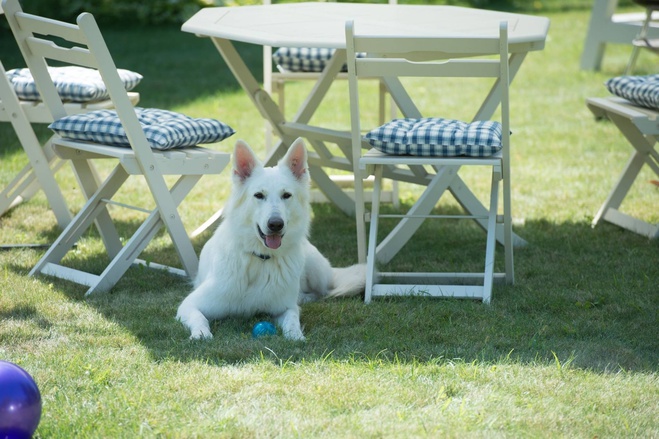 Собаки зірок