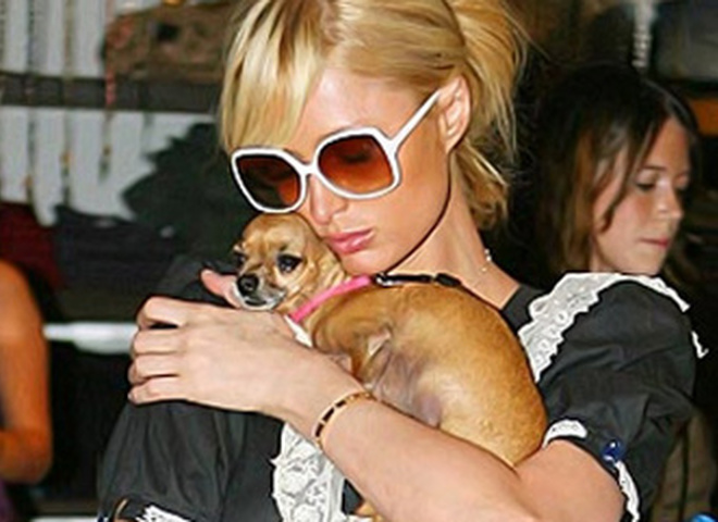 Собака Пэрис Хилтон