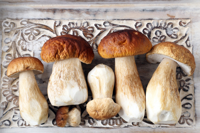 Лікувальні властивості грибів