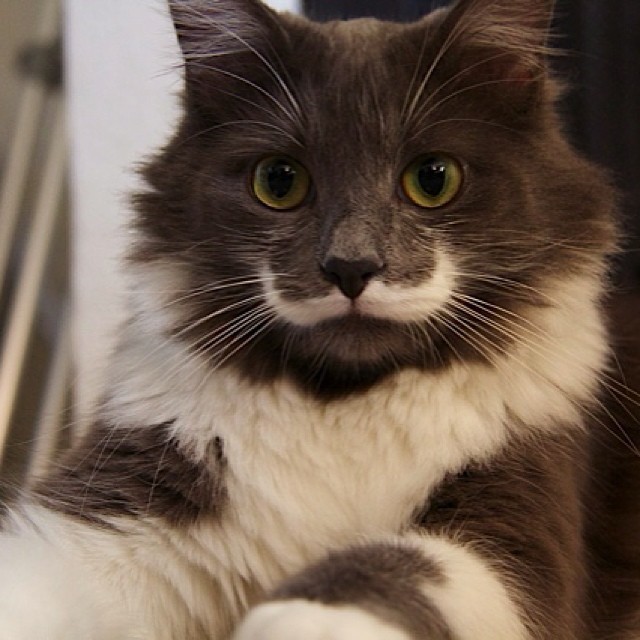 КотикиКотики