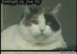 Кот - дайвер!!!