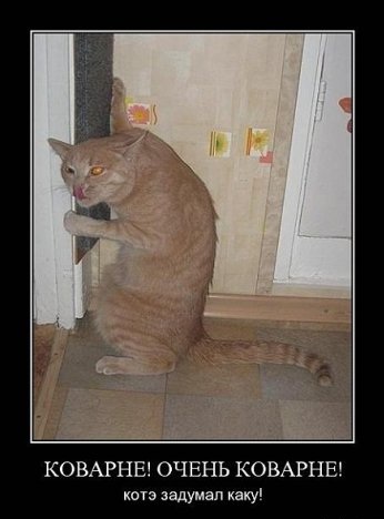 Демотиваторы про котэ