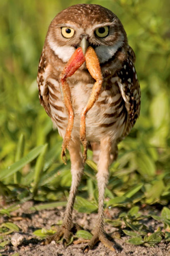 Топ зверушек